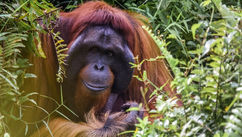 Updates and an Upgrade of an Unapologetic Ape-ologist