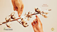 Natural Social Artists and Conflict