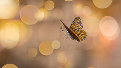 The Butterfly Effect for Change – How Small Shifts Create Lasting Transformation