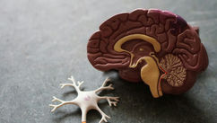 15 Practical Tips to Regulate Your Nervous System and Heal From Years of Survival Mode