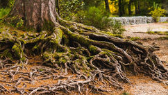 How To Heal From the Root and Not Just the Symptoms