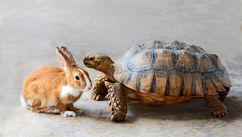 The Tortoise & the Hare Parable – Why It’s Such an Important Lesson to Those Seeking Recovery