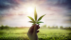 The Cannabis Chronicles and Navigating Fibromyalgia with Medical Cannabis