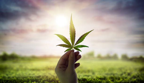 Hand holds a cannabis leaf against a vibrant sunrise, set in a lush green field. Sunlight creates a serene, hopeful mood. No text present.