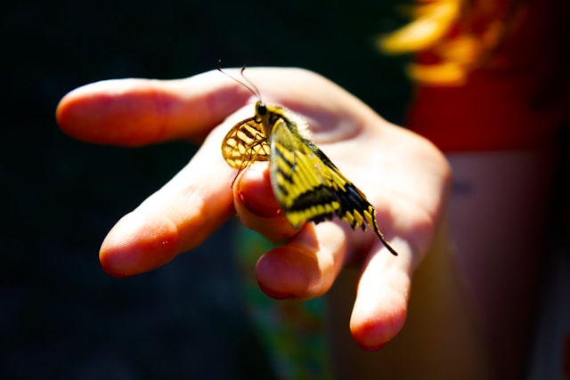 The photo shows a close-up of a person's hand gently holding a yellow and black butterfly, illuminated by warm sunlight.