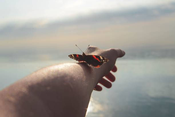 Butterfly with red and black wings rests on a person's outstretched arm against a serene waterfront background, evoking a peaceful mood.