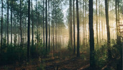 How to Work with Shamanic Journeys