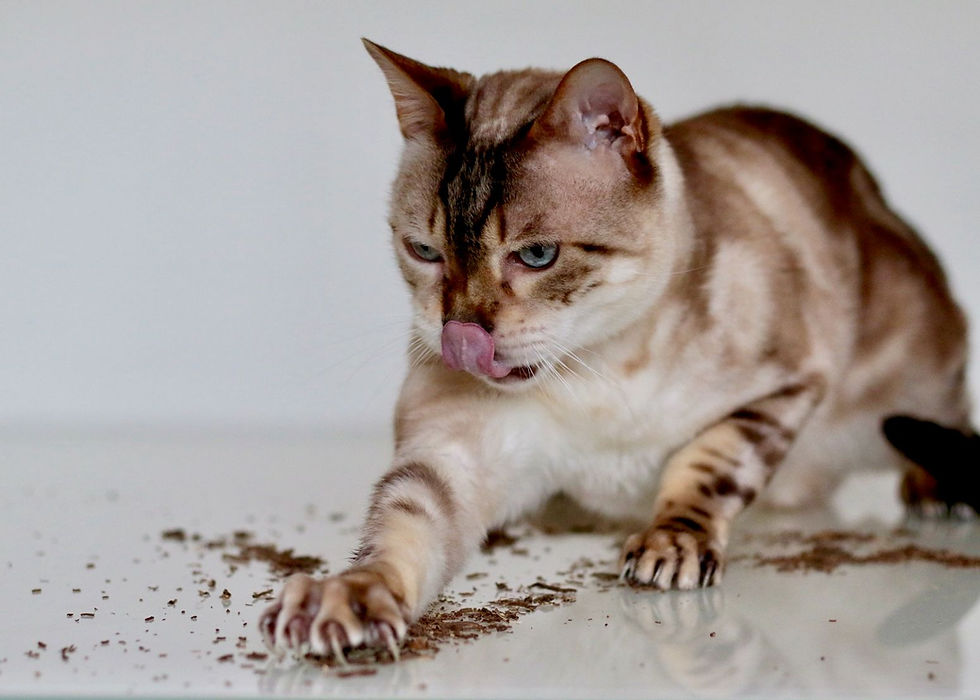 Bengal cat licking its nose, pawing at scattered dirt on a shiny surface. Background is plain white, cat appears focused.