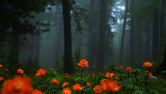 Embracing Chaos and Awakening Your Soul's Calling