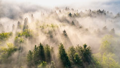 Remembering the Trees That Loved Us First