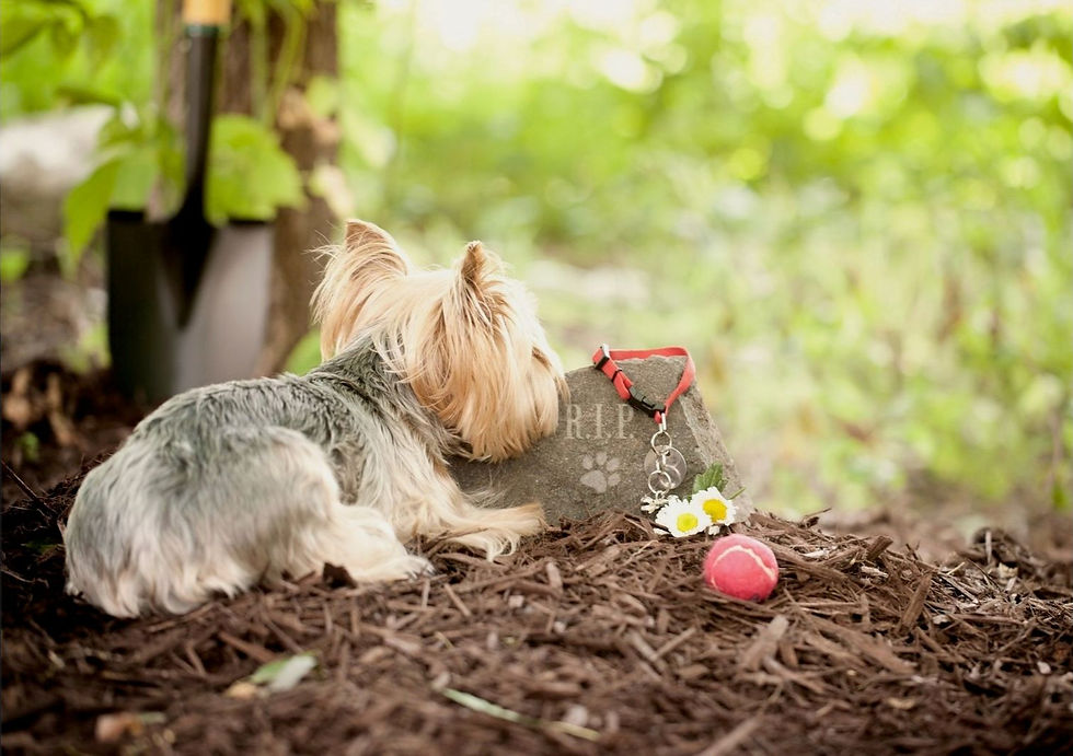 A small dog lies beside a pet grave marked with a stone, collar, flowers, and a ball, mourning its lost companion.