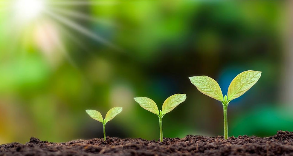 Three small plants at different stages of growth