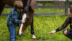 Gestalt Psychotherapy and Horses Helping Refugee Youth Build Embodied Resilience