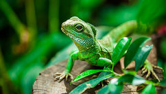 Beware the Fear Lizard Policeman