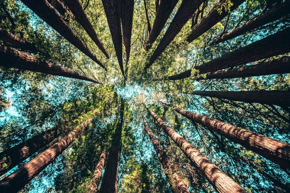 Low angle photo of tress at daytime