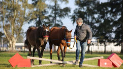 How To Transform Your Emotional Intelligence Through Coaching with Horses