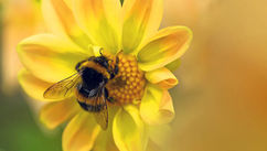 Humming – Buzzing Bliss to Boost Your Health