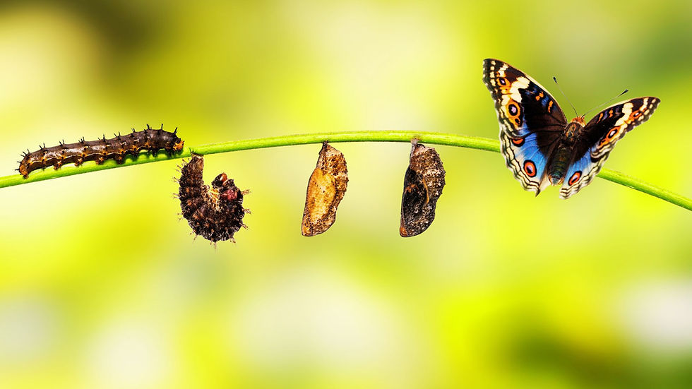 The photo illustrates the life cycle of a butterfly, showing its transformation from caterpillar to chrysalis to fully emerged butterfly on a green branch.