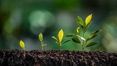 Benefits of Botanical Plant Medicine, and How It Saved My Life