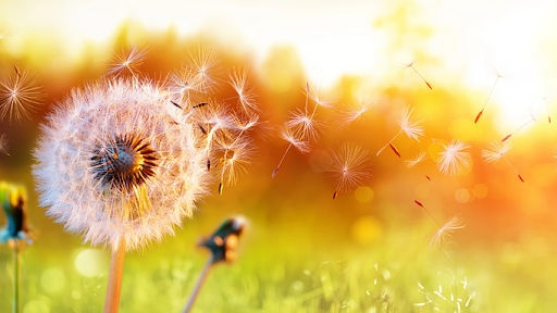 photo shows a dandelion with its seeds gently blowing away in the wind, set against a warm and glowing sunset background.