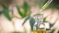 Cannabis Oil Eliminated My Basal Cell Carcinoma in One Month 