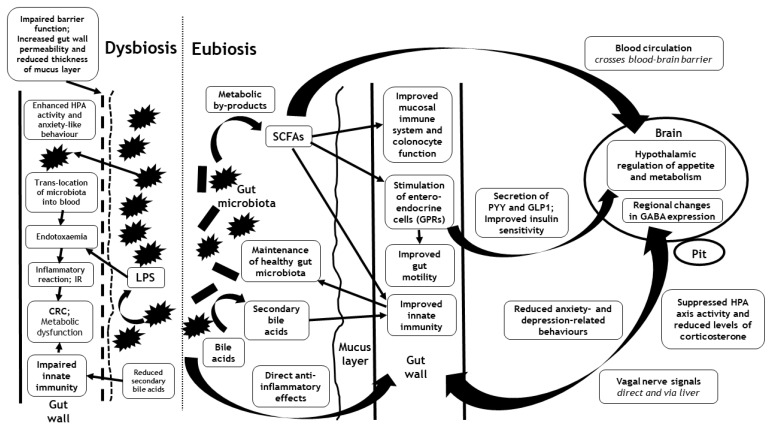 Diagram illustrating the differences between gut health states