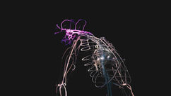 Rethinking Hormonal Health Through the Nervous System