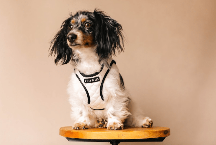 Photo of a dog.