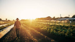Getting Started With Sustainable Agriculture Via Agrivoltaics