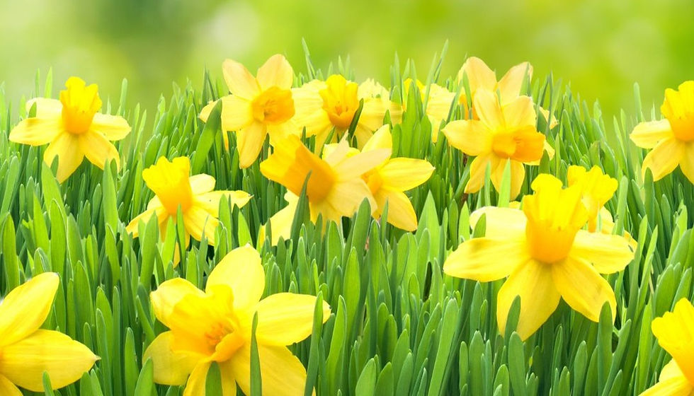 beautiful yellow flower during spring time 