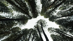 Eddie Listorti Explains How Voluntary Carbon Markets Are Changing For The Better