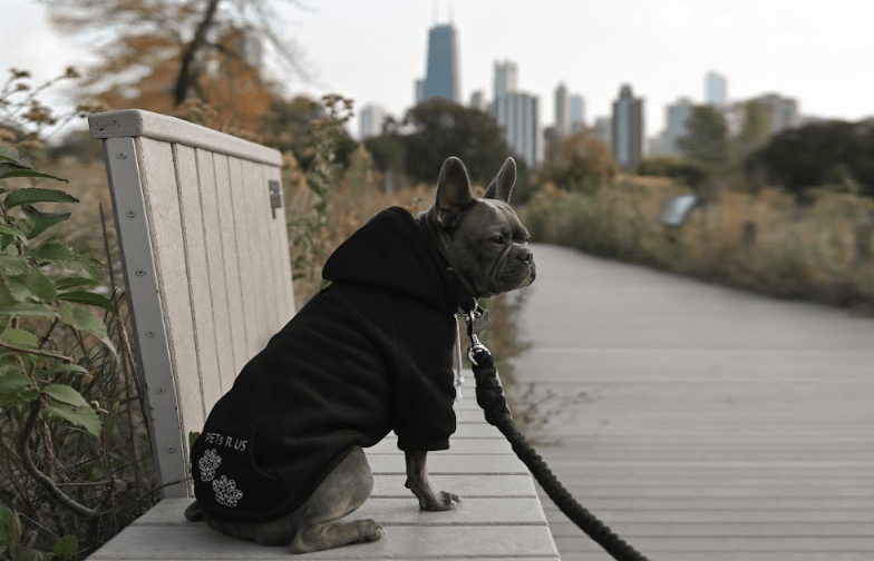 Photo of a dog.