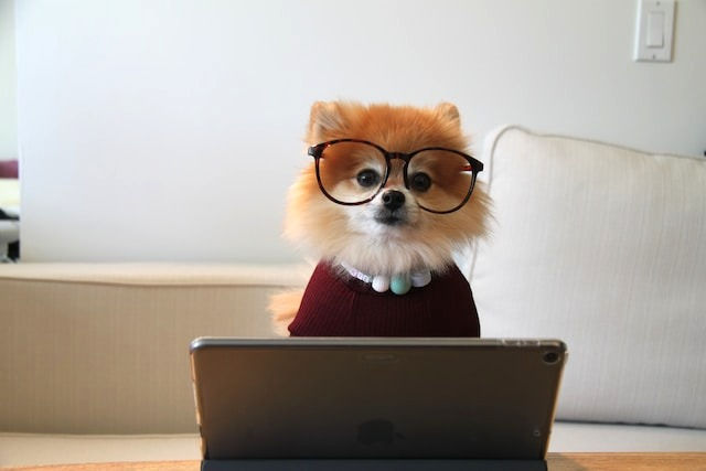 Brown and white pomeranian puppy in eye glasses and a macbook
