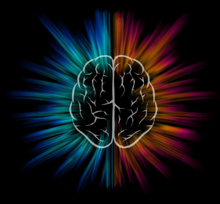 photo of a human brain