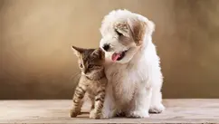 Language, Racism And Speciesism –Time For New Words And Concepts