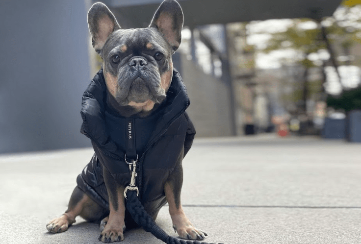 Photo of a dog.