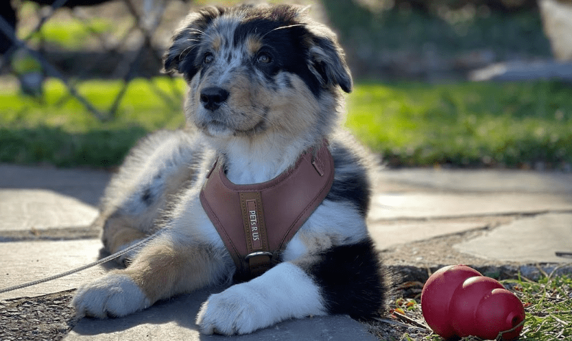 Photo of a dog.