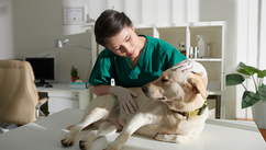 Why Veterinarians Are At High Risk For Suicide And Depression