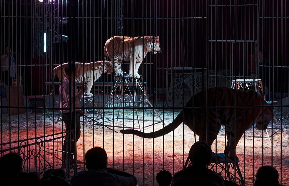 Three tigers stand on pedestals inside a circus cage, lit by red stage lights, with audience silhouettes in front.