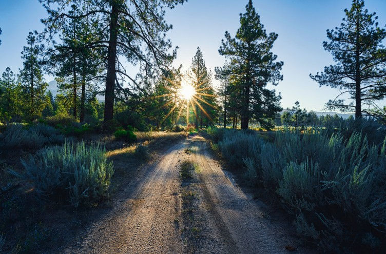 Sunrise over a dirt path in a forest. Tall pine trees line the path, with sunlight streaming through. The mood is serene and natural.