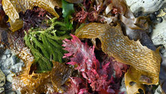 How To Save The Planet From Humans? ‒ Micro Algae