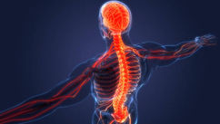 The Nervous System and the Missing Piece in Sustainable Strength Training