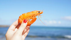 Stronger When Wet – What Shrimp Shells Are Teaching Luxury Design