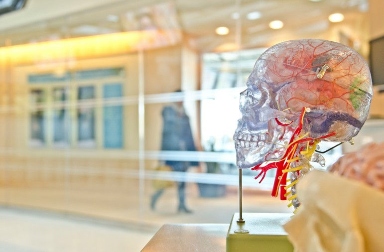 Transparent anatomical skull model with red nerves in a bright museum hallway, blurred person walking in the background