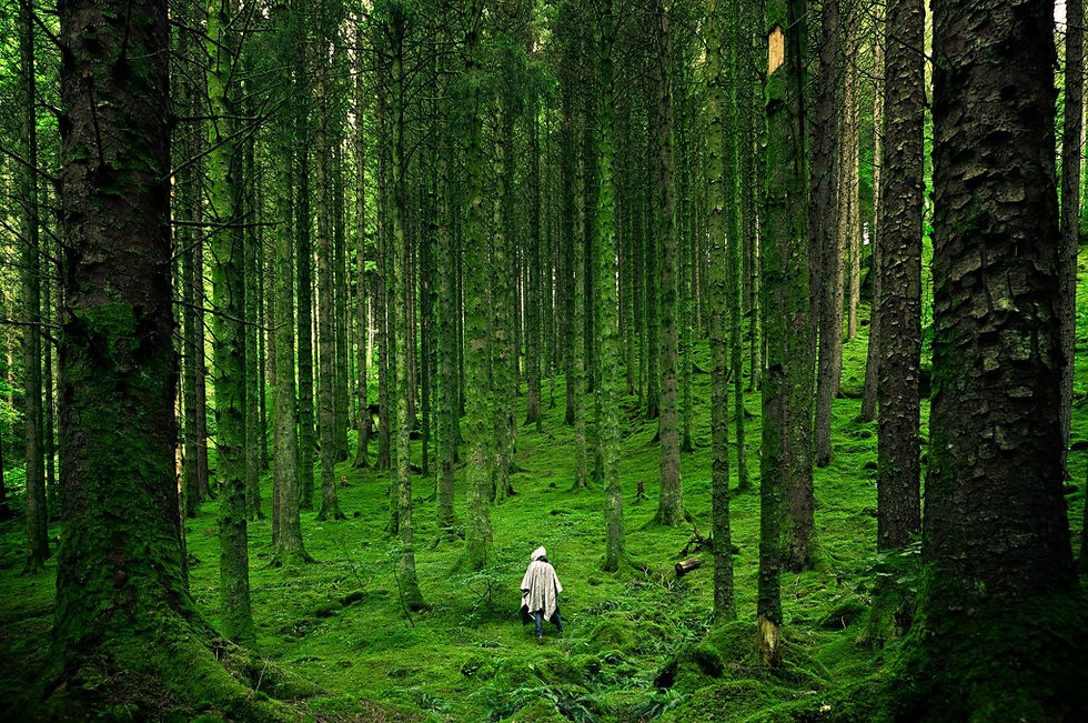 Lone hooded person walks through a lush green forest of tall mossy trees, creating a quiet, serene mood.
