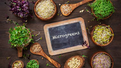 How To Grow Your Own Microgreens Light Side Of Health