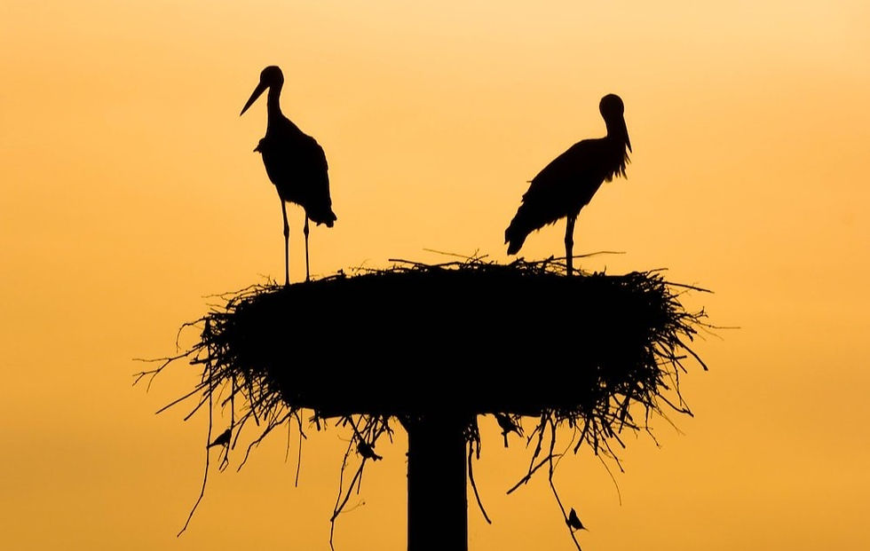 silhouette of two birds standing on nest