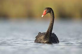 black swan on a lake at noon.
