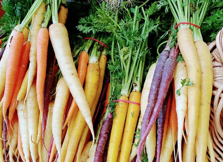 Fresh carrots harvested.