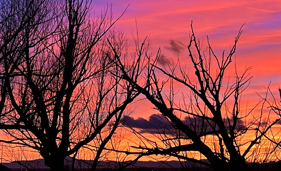 silhouette phot of branch tree during sunset.